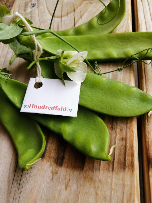 Pois mange-tout géant de l'Oregon au centuple 50 graines de légumes - Pisum sativum Gousses sucrées et croquantes 