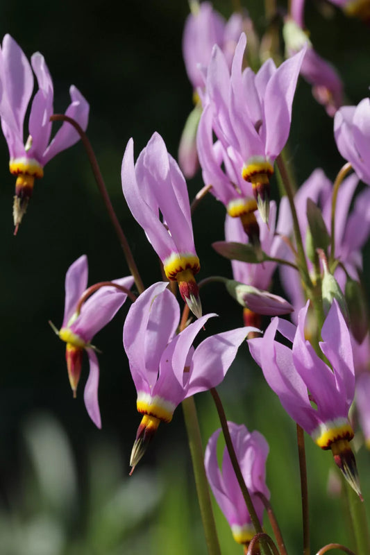 Eastern Shooting Star 100 Wildflower Seeds by Hundredfold - Dodecatheon meadia Midland Shooting Star, Prairie Pointers Canada Native
