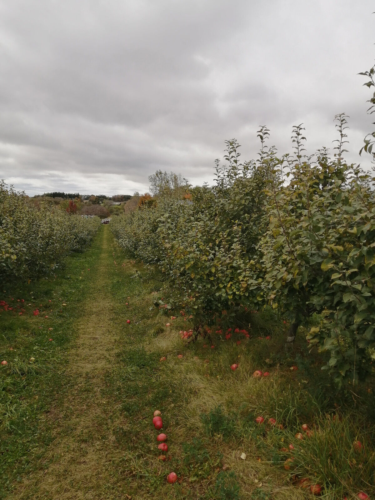 Ontario Organic Apples, 10 LBS of Organic Apple for Eating or Cooking, Ontario Grown 2023 Harvest