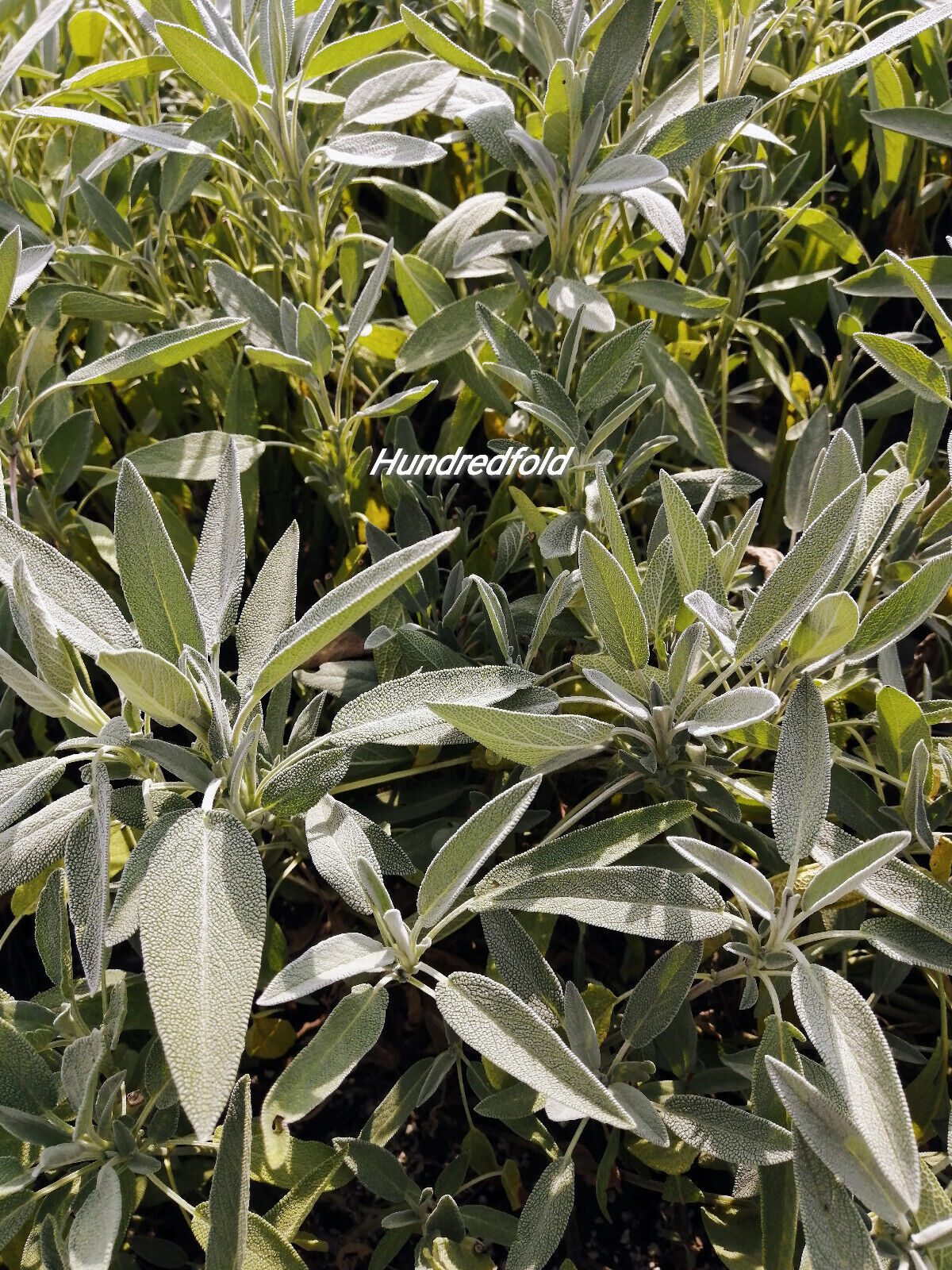 Hundredfold Broadleaf Sage 100 Herb Seeds - Salvia officinalis Non-GMO Heirloom Garden Sage, Common Sage