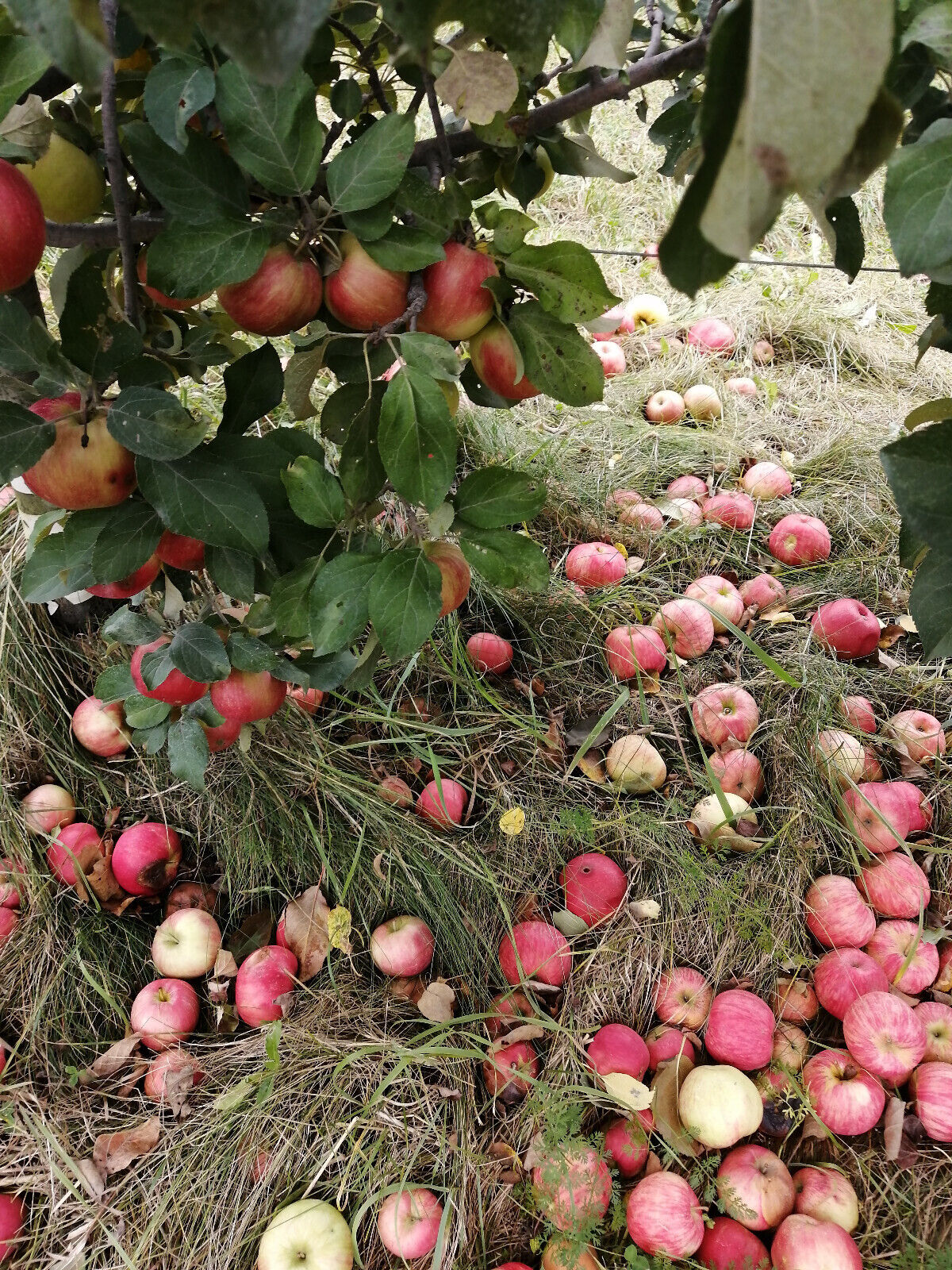 Ontario Organic Apples, 10 LBS of Organic Apple for Eating or Cooking, Ontario Grown 2023 Harvest