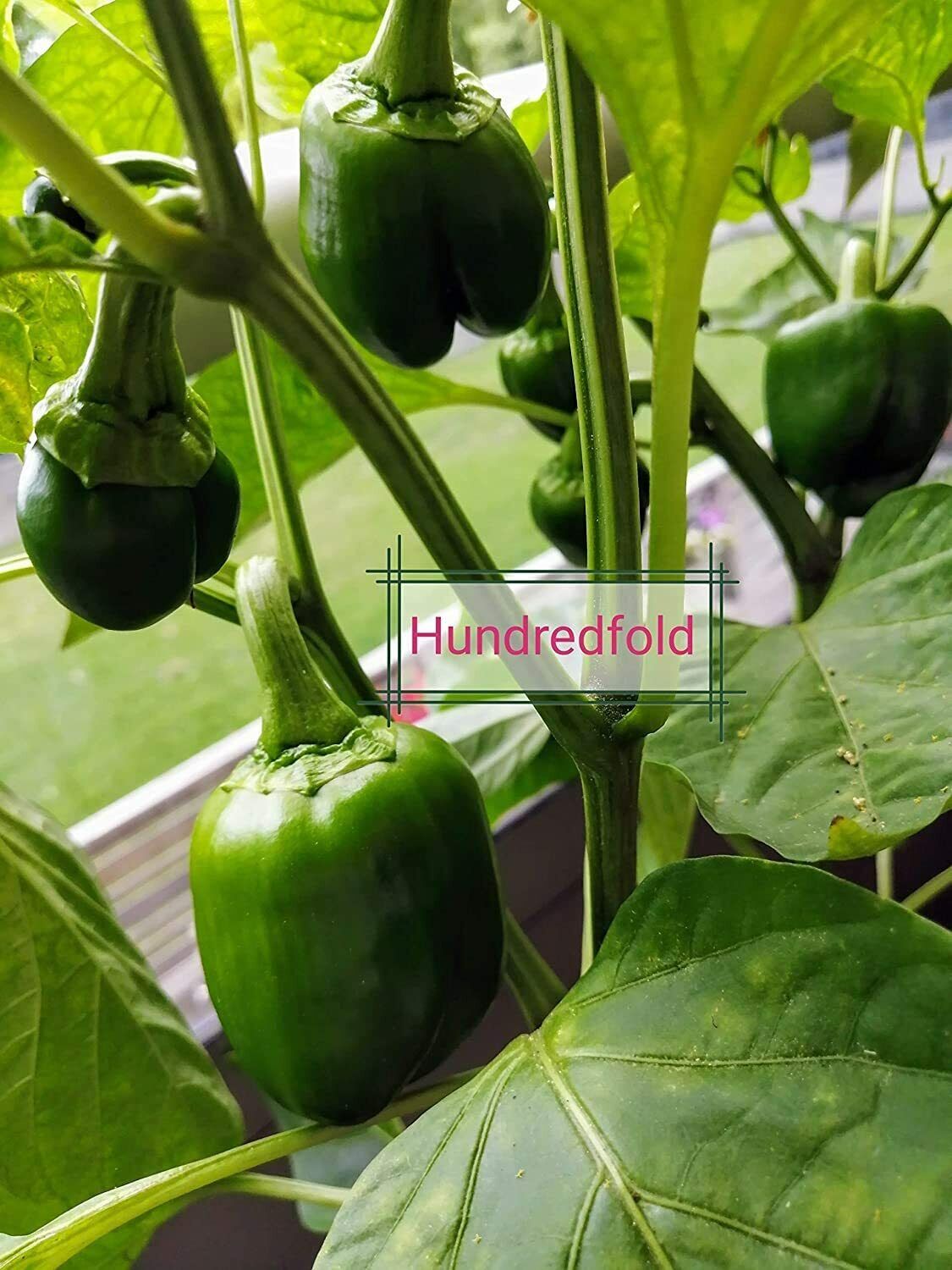 Poivron doux King of The North 20 graines de légumes pour la plantation en pot de jardin - Capsicum annuum Heirloom sans OGM, pour salade ou rôti 