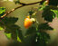 Centuple Saumon Rouge 20 Graines de Fruits - Rubus spectabilis Arbuste indigène de la Colombie-Britannique Baie de Saumon Sucrée 