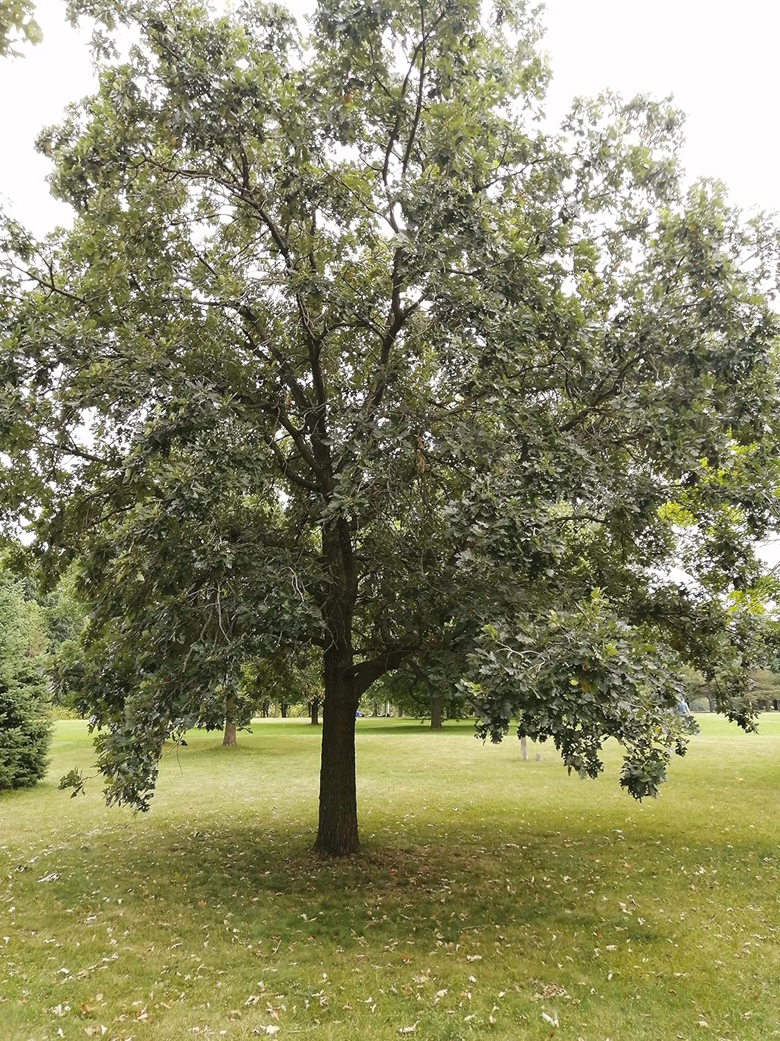 Hundredfold Swamp White Oak 4 Tree Nut Acorn Seeds - Quercus Bicolour North America Native, Bicolor Oak, Medium Specimen & Shade Tree, Beautiful Fall Color, Canada Grown