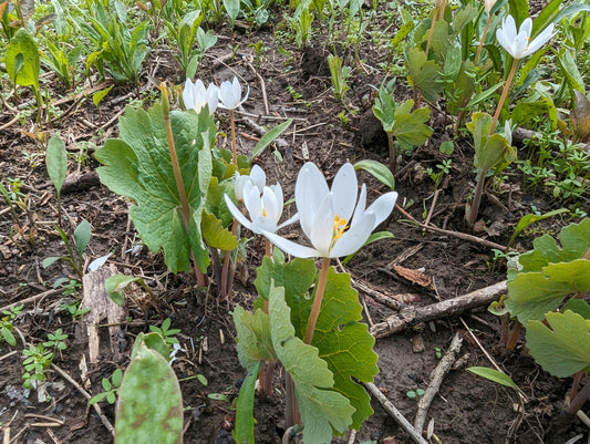 Fleur sauvage de sanguinaire 10 graines - Sanguinaria Canadensis Plante vivace indigène des bois de l'est du Canada, excellente pour couvrir le sol des jardins d'ombre 