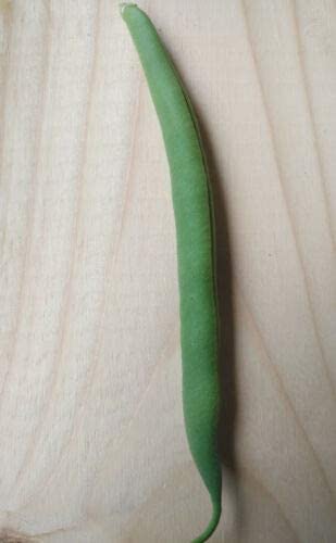 Fournisseur Bush Green Bean 40 graines de légumes - Haricot vert sans OGM pour conteneurs et jardins scolaires, 