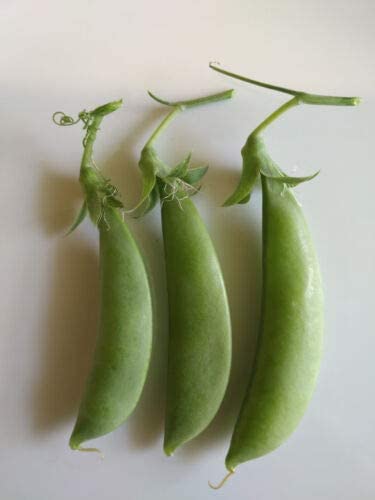 Pois sucrés biologiques Hundredfold 50 graines de légumes - Pisum sativum Gousses sucrées Sugarsnap sans OGM 