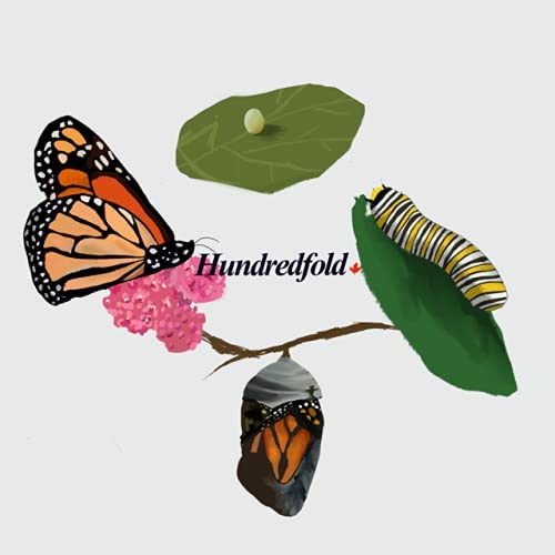 Hundredfold Swamp Milkweed One Perennial Flower Live Plant - Asclepias incarnata, Rose Milkweed, Bare-Rooted Live-plant (No Pot), Canada Native, Host Plant for Monarch Butterfly Larvae, Tolerate Wet Soils, Butterfly Garden Staple, Ontario Grown