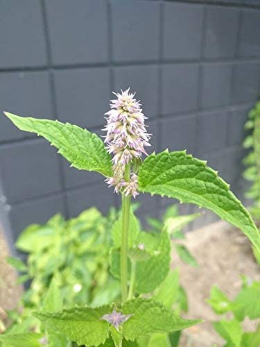 Graines d'hysope anisée au centuple 1000 graines - Agastache foeniculum Hysope vanillée, hysope géante, originaire du Canada et d'Amérique, fleurs violettes attrayantes pour les abeilles et les papillons 