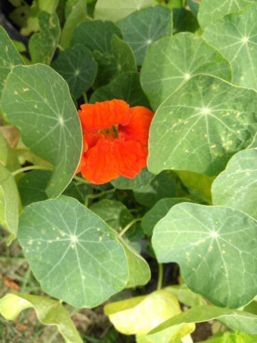 Mélange de bijoux centuple Capucine 30 graines - Tropaeolum majus Port buissonnant, Facile à cultiver, Fleur comestible 
