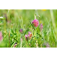Hundredfold Medium Red Clover 10 grams Seeds - Trifolium pratense Short-lived Perennial Legume covers 100 Square Feet, for Cover Crop, Grazing Pasture & Meadow or Simply a Greener Lawn