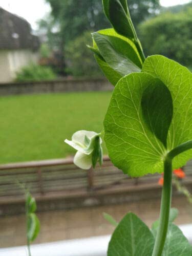Pois sucrés biologiques Hundredfold 50 graines de légumes - Pisum sativum Gousses sucrées Sugarsnap sans OGM 