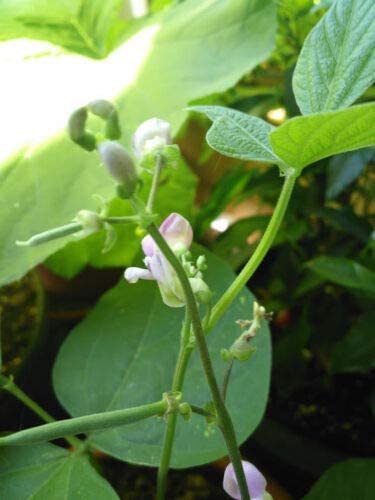 Fournisseur Bush Green Bean 40 graines de légumes - Haricot vert sans OGM pour conteneurs et jardins scolaires, 