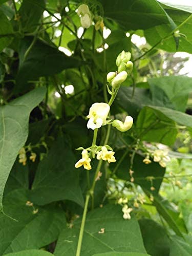 Hundredfold Heirloom Kentucky Wonder Pole Bean 30 Vegetable Seeds - Non-GMO, Phaseolus vulgaris, Young for Green Bean, Mature for Shell Bean