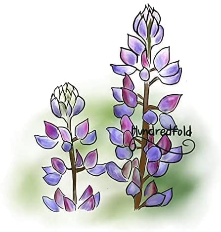 Fleur d'indigo sauvage bleu 30 graines - Baptisia Australis Fausse fleur indigo indigène des prairies 