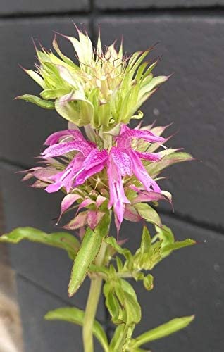 Menthe citronnée, menthe pourpre Monarda citriodora Bee Balm 1000 graines d'herbes - Fleur sauvage indigène des prairies 