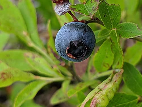 Bleuet nain centuple 1 plantule - Vaccinium angustifolium Bleuet sauvage Arbuste fruitier indigène du Canada Racine nue Racine rare Une petite plante vivante (sans pot), produit des baies petites mais savoureuses 