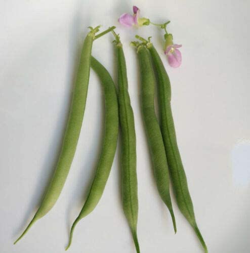 Provider Bush Green Bean 40 Vegetable Seeds - Snap Bean Non-GMO for Containers and School Gardens,