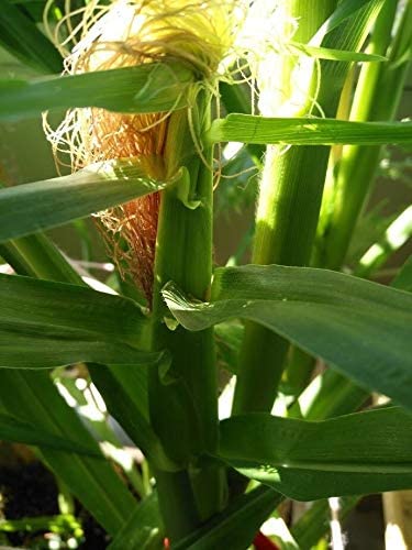 Maïs doux blanc Luther Hill biologique sans OGM 50 graines - Zea mays USA Heirloom, idéal pour le maïs grillé en épi 