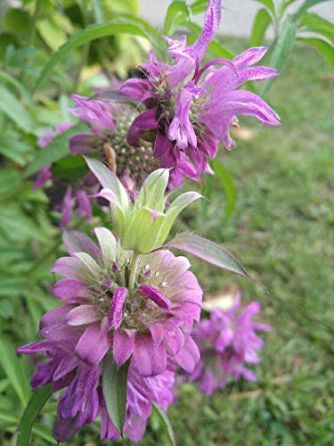 Menthe citronnée, menthe pourpre Monarda citriodora Bee Balm 1000 graines d'herbes - Fleur sauvage indigène des prairies 