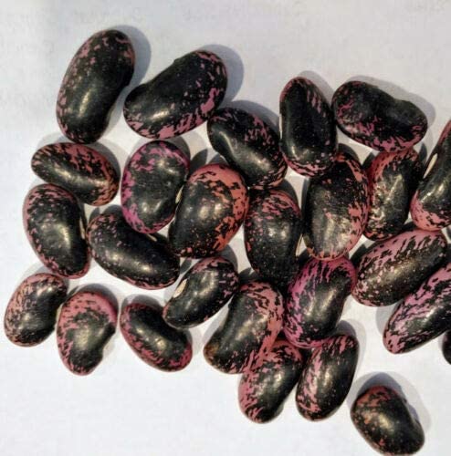 Haricot à rames Scarlet Emperor 20 graines de légumes – Heirloom sans OGM Phaseolus coccineus, attracteur de colibris et d'abeilles 