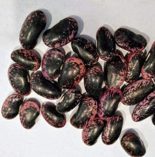 Scarlet Emperor Runner Pole Bean 20 Vegetable Seeds – Non-GMO Heirloom Phaseolus coccineus, Hummingbird & Bee Attractor