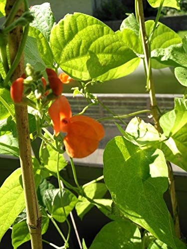 Haricot à rames Scarlet Emperor 20 graines de légumes – Heirloom sans OGM Phaseolus coccineus, attracteur de colibris et d'abeilles 