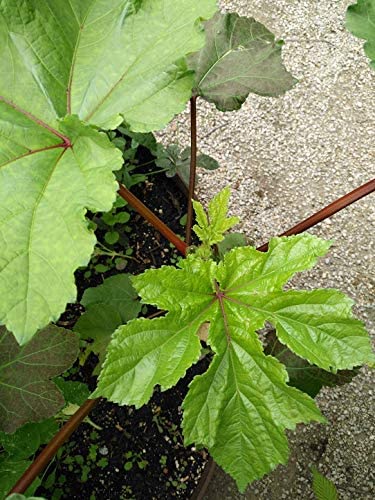 Graines de légumes Okra rouge de Bourgogne biologique Hundredfold 100 - Abelmoschus esculentus Délicieuses gousses rouges et belles fleurs, sans OGM 