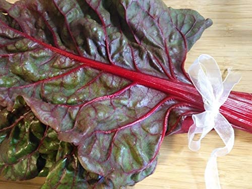 Rhubarbe rouge rubis centuple 200 graines de légumes - Beta vulgaris Heirloom européen 