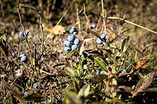 Bleuet nain centuple 1 plantule - Vaccinium angustifolium Bleuet sauvage Arbuste fruitier indigène du Canada Racine nue Racine rare Une petite plante vivante (sans pot), produit des baies petites mais savoureuses 