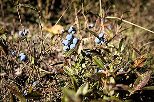 Hundredfold Lowbush Blueberry 1 Seedling - Vaccinium angustifolium Wild Blueberry Canada Native Fruit Shrub Bare Rooted Rare Root One Small Live Plant (No Pot), Produce Small But Tasty Berries