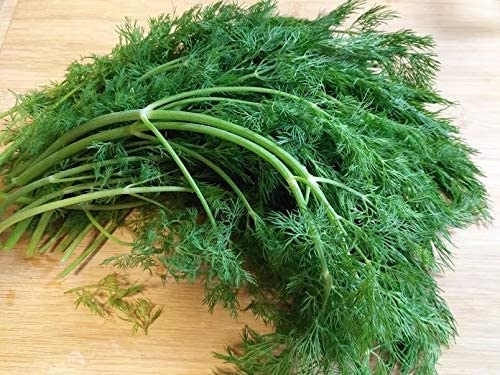 Hundredfold Bouquet Dill 200 Heirloom Herb Seeds - Anethum graveolens Non-GMO Dill Weed for Honeybee & Butterfly Garden, Pickle & Salad