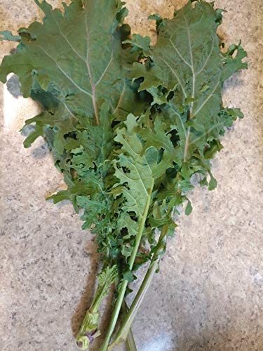 Hundredfold Organic Red Russian Siberian Kale 500 Seeds - Brassica Napus Heirloom Non-GMO, Nutritious Microgreen or Baby Leaf