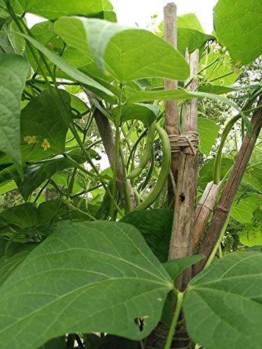 Hundredfold Heirloom Kentucky Wonder Pole Bean 30 Vegetable Seeds - Non-GMO, Phaseolus vulgaris, Young for Green Bean, Mature for Shell Bean
