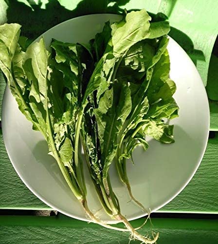 Roquette biologique Hundredfold 500 graines - Eruca Sativa, Roquette, Rucola, légume ou herbe sans OGM