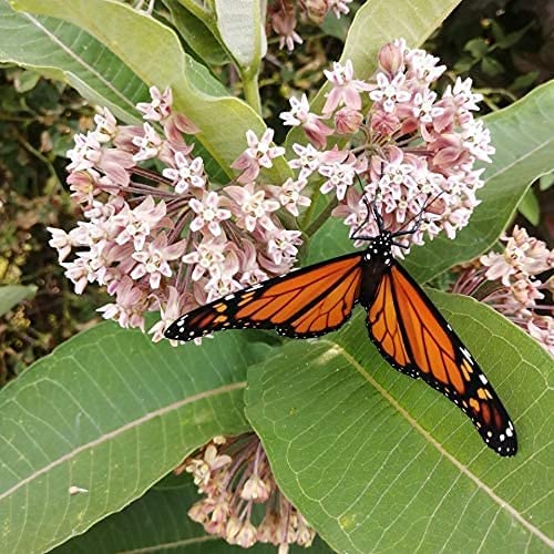 Hundredfold Milkweed Combo Perennial Flower Seeds, Canada Native, Host Plants for Monarch Larvae, Consists of Common Milkweed and Swamp Milkweed - One Package, Two Varieties and 80 Seeds in Total for Monarch Butterfly Garden