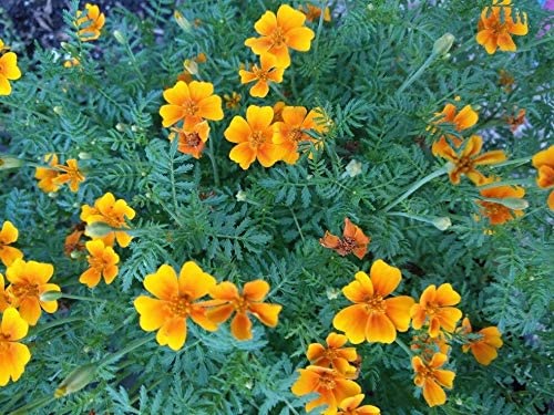 Tangerine Gem Signet Marigold 100 Seeds - Tagetes tenuifolia Mexican Marigold, Edible Flower
