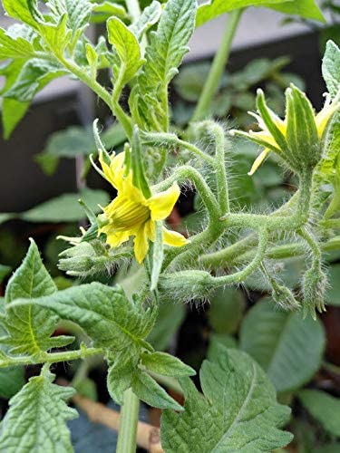 Graines de tomates violettes Cherokee biologiques Hundredfold 30 graines de légumes – Heirloom sans OGM pour salade ou sandwich 