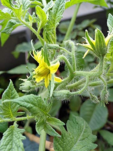 Hundredfold Organic Cherokee Purple Tomato 30 Vegetable Seeds – Heirloom Non-GMO for Salad or Sandwich