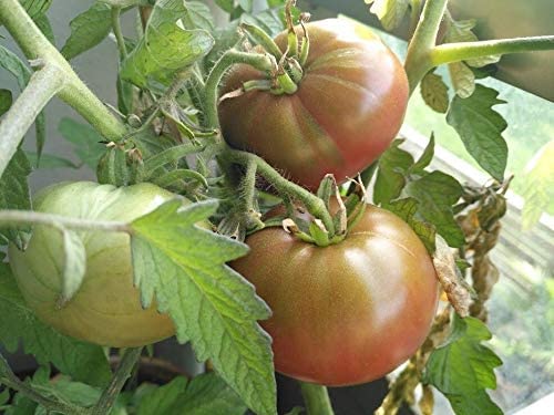 Graines de tomates violettes Cherokee biologiques Hundredfold 30 graines de légumes – Heirloom sans OGM pour salade ou sandwich 