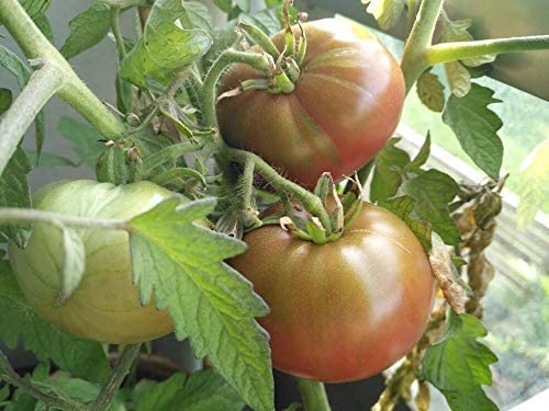 Hundredfold Organic Cherokee Purple Tomato 30 Vegetable Seeds – Heirloom Non-GMO for Salad or Sandwich