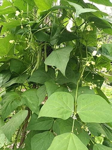 Hundredfold Heirloom Kentucky Wonder Pole Bean 30 Vegetable Seeds - Non-GMO, Phaseolus vulgaris, Young for Green Bean, Mature for Shell Bean