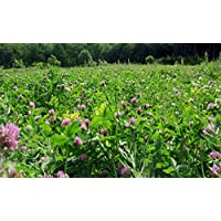 Hundredfold Medium Red Clover 10 grams Seeds - Trifolium pratense Short-lived Perennial Legume covers 100 Square Feet, for Cover Crop, Grazing Pasture & Meadow or Simply a Greener Lawn