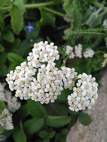 Hundredfold White Common Yarrow Herb 1000 Seeds - Achillea millefolium for Butterflies and Bees, Excellent for Lawn and Turf