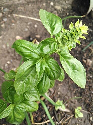 Hundredfold Sweet Italian Large Leaf Basil 300 Herb Seeds - Ocimum basilicum for Pesto, Gourmet Pizza or Salad