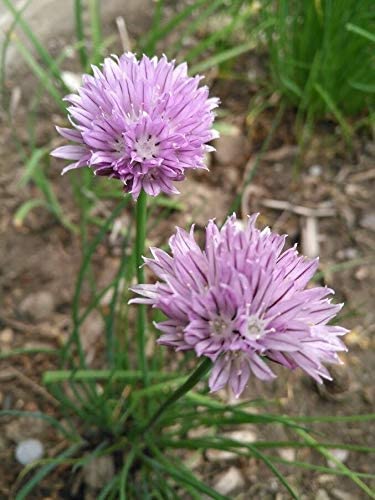 Hundredfold Organic Purple Flower Chive Herb Allium schoenoprasum Heirloom 1000 Seeds - Easy to Grow