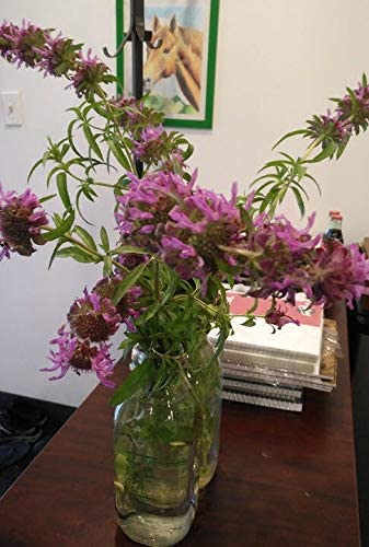 Lemon Mint, Purple Horsemint Monarda citriodora Bee Balm 1000 Herb Seeds - Native Prairie Wildflower