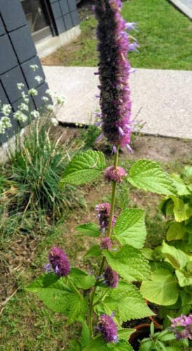 Graines d'hysope anisée au centuple 1000 graines - Agastache foeniculum Hysope vanillée, hysope géante, originaire du Canada et d'Amérique, fleurs violettes attrayantes pour les abeilles et les papillons 