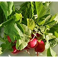 Hundredfold Cherry Belle Summer Radish 200 Heirloom Vegetable Seeds – Raphanus sativus, Non-GMO, Microgreen or Baby Leaf