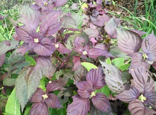 Hundredfold Red Shiso Perilla 200 Herb Seeds - Perilla frutescens, Non-GMO Japanese Basil, Cinnamon Scented Purple or Red Mint, Excellent for Mircogreens, Micro Shoots or Container Garden